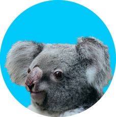 Koala-Gruppenkarte_1.jpg